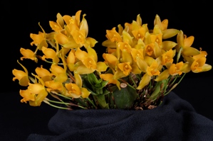 Lycaste aromatica Fire Mountain Gold AM/AOS 82 pts. plant